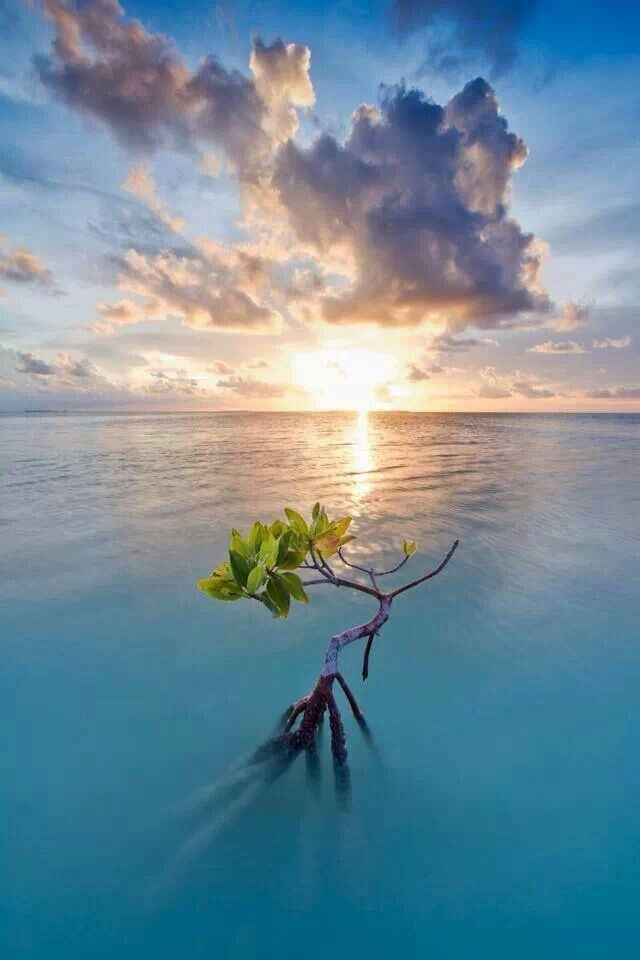 sunset on mangrove